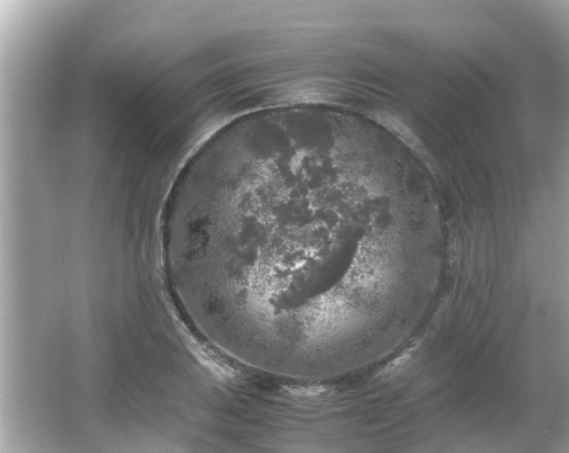 X0000066001031200603101525