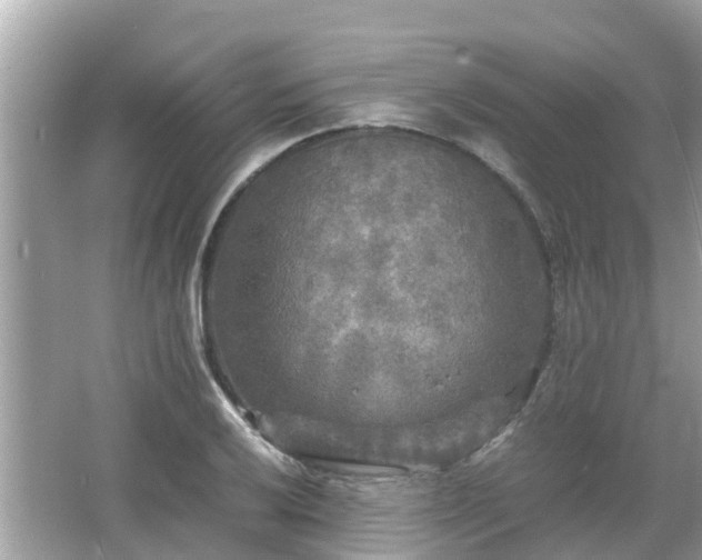 X0000066001032200603101525