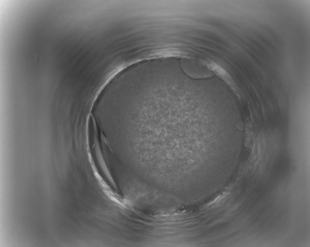 X0000066001039200603101525