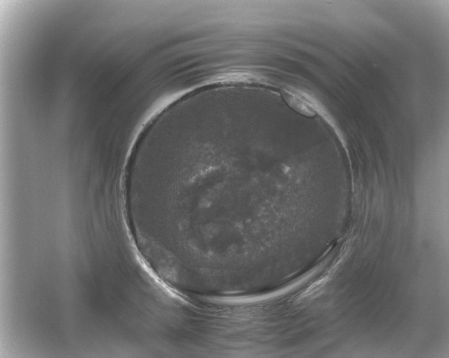 X0000066001045200603101525