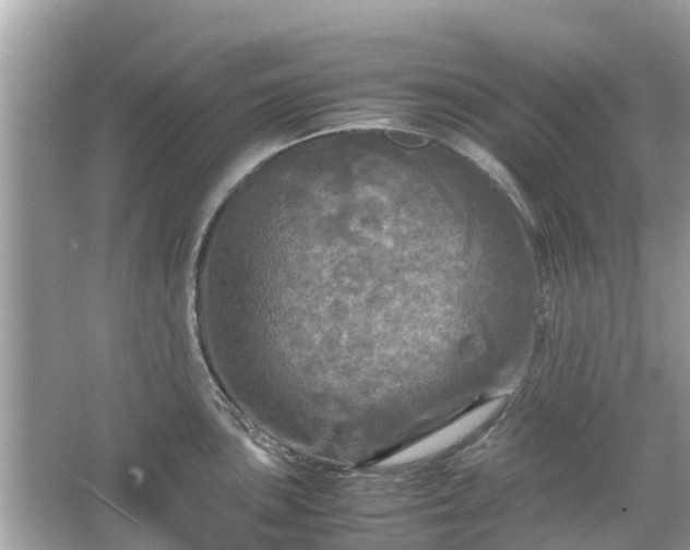 X0000066001051200603101525