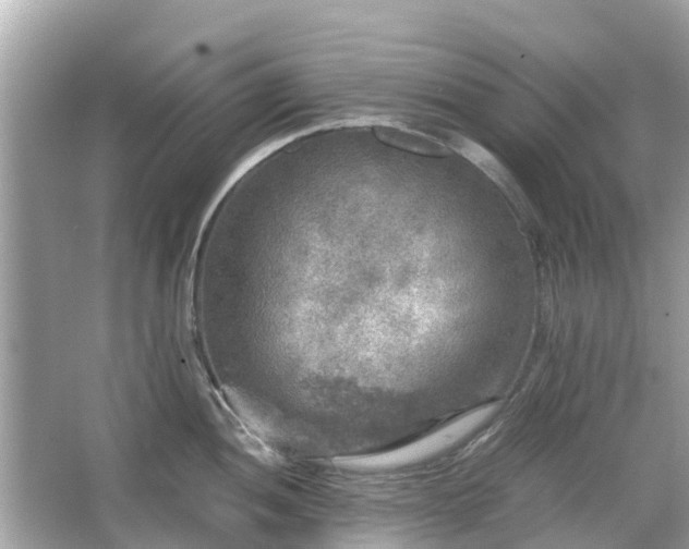 X0000066001052200603101525