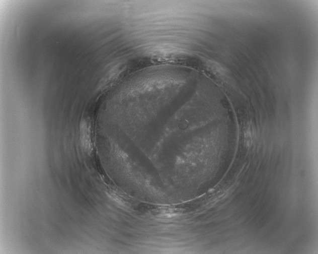 X0000066001060200603101525