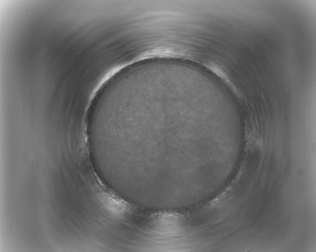 X0000066001070200603101524