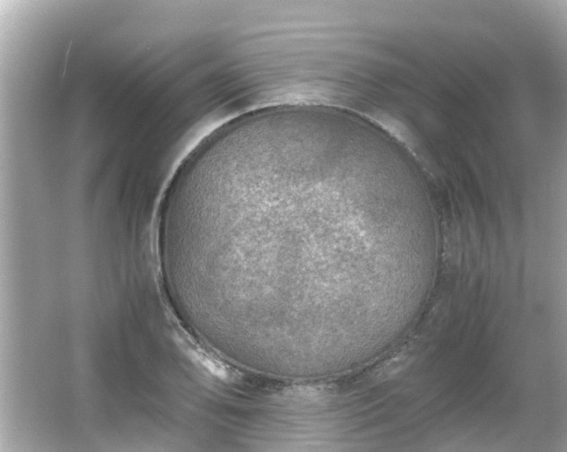 X0000066001078200603101524