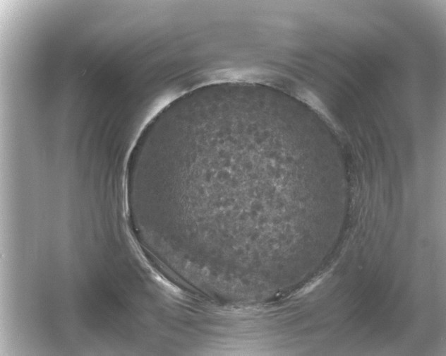 X0000066001079200603101524