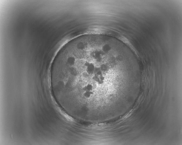 X0000066001083200603101524