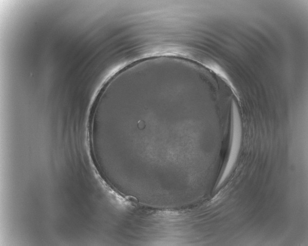 X0000066001088200603101524