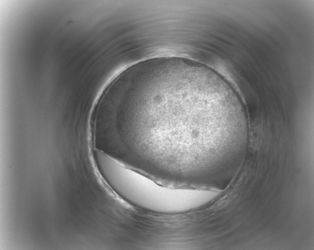 X0000066001096200603101524