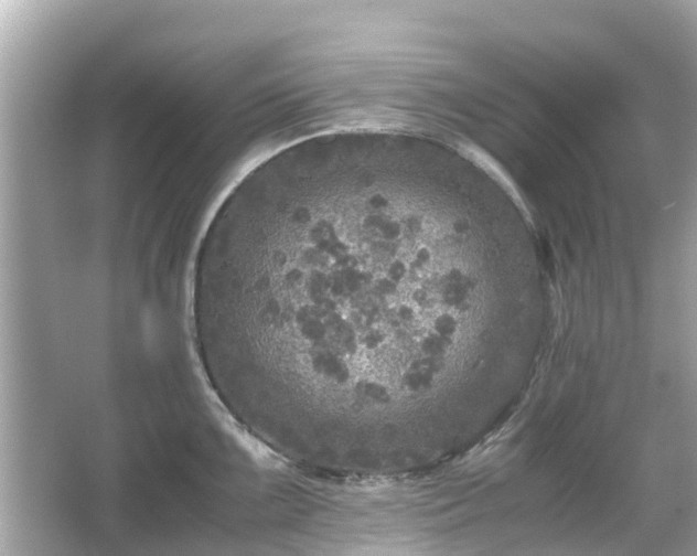 X0000066001099200603101524