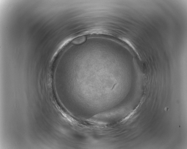 X0000066001115200603101523