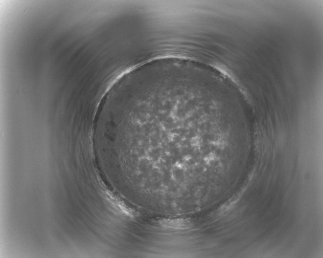 X0000066001121200603101523