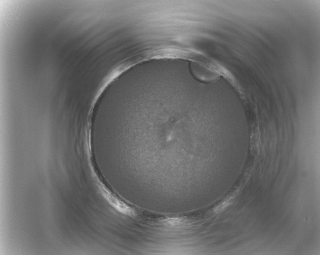 X0000066001130200603101524