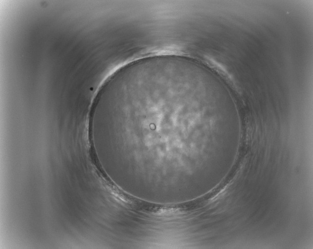 X0000066001174200603101523