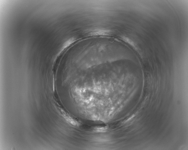 X0000066001219200603101522