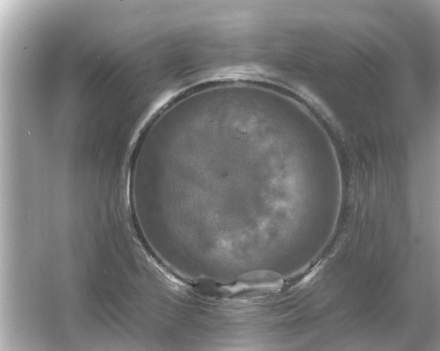 X0000066001224200603101522