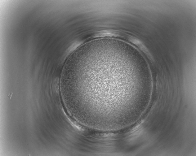 X0000066001233200603101522