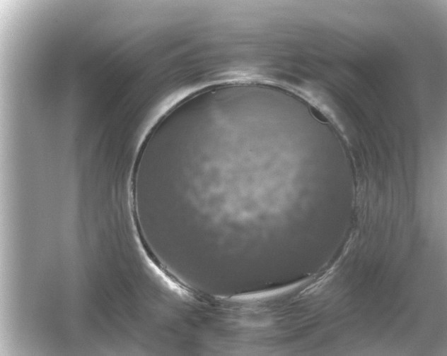 X0000066001239200603101522