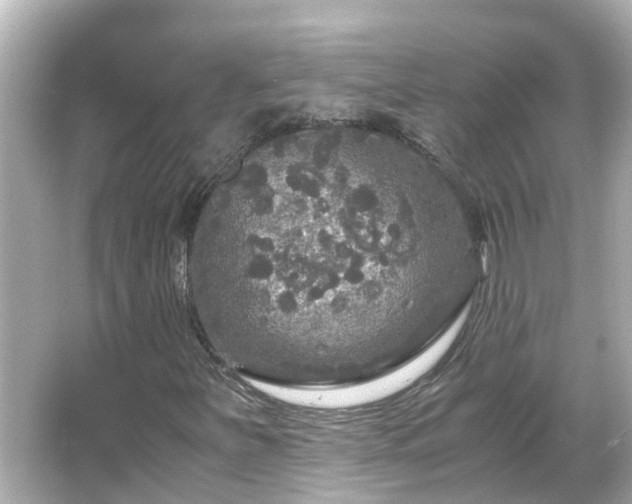 X0000066001251200603101521