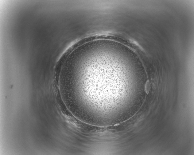 X0000066001256200603101521