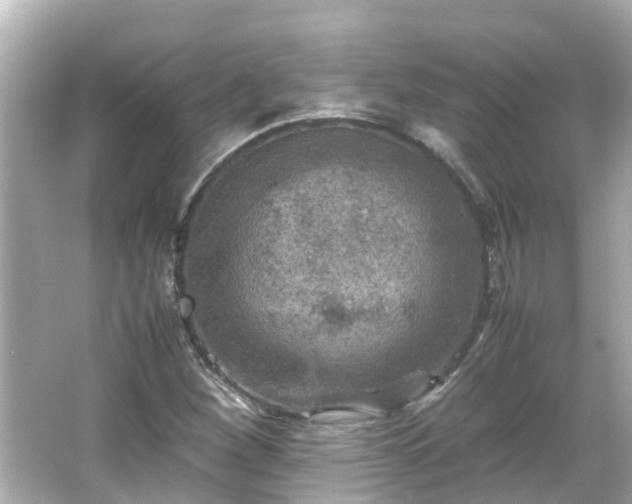 X0000066001260200603101521