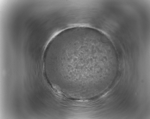 X0000066001271200603101521