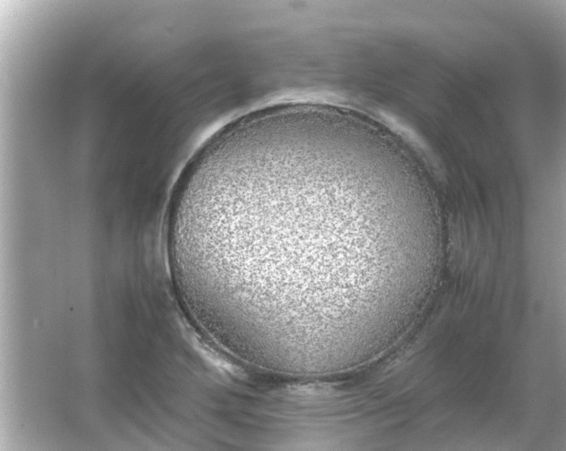 X0000066001272200603101521