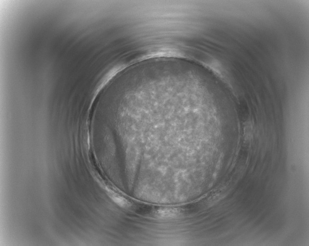 X0000066001274200603101521