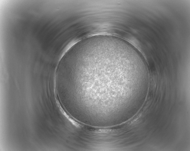 X0000066001290200603101521