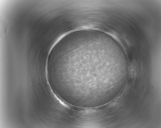 X0000066001294200603101521