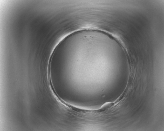 X0000066001295200603101521