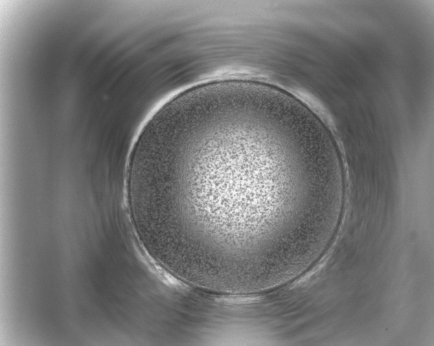 X0000066001296200603101521