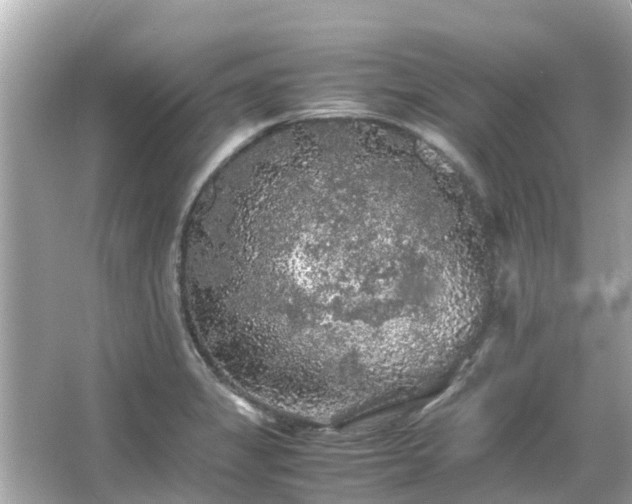 X0000066001325200603101520