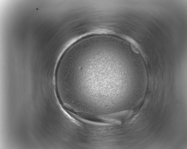 X0000066001335200603101520