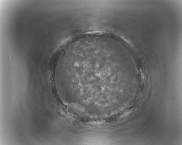 X0000066001351200603101520