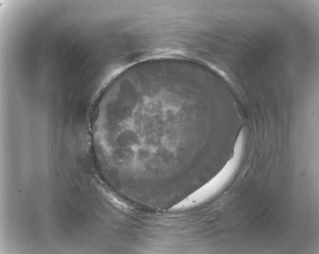 X0000066001363200603101520