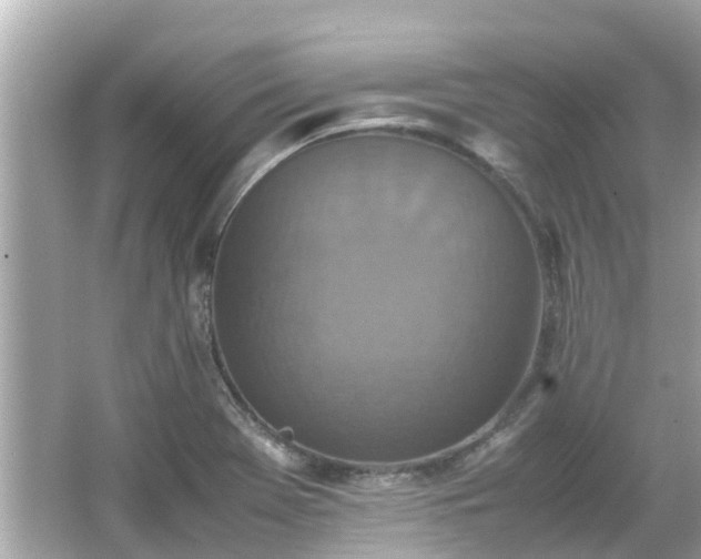 X0000066001369200603101519