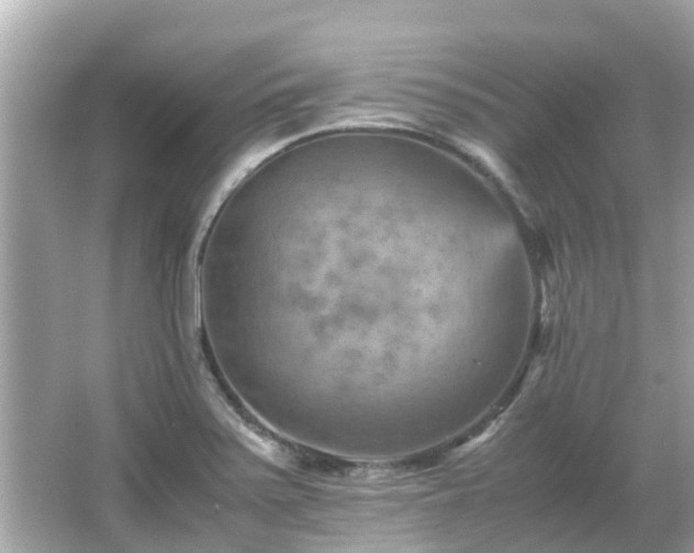 X0000066001371200603101519