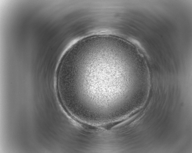 X0000066001424200603101519