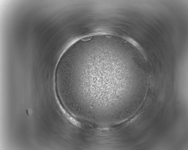 X0000066001431200603101519