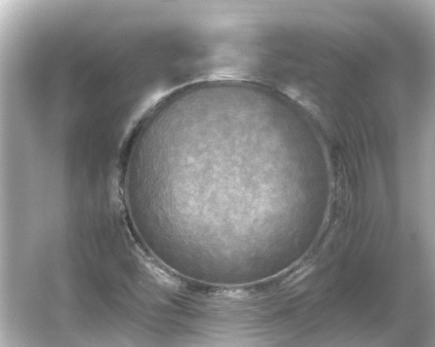 X0000066001454200603101518