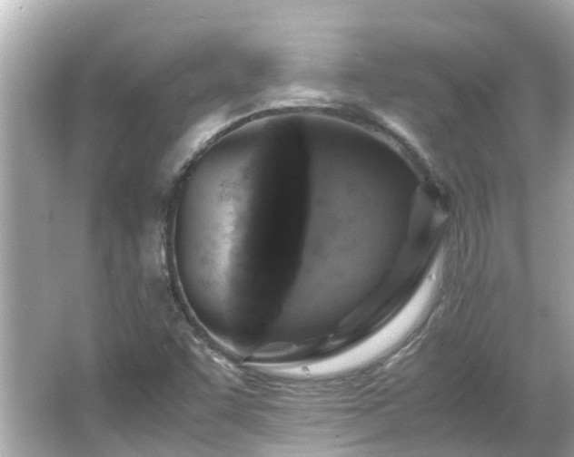 X0000066001455200603101518