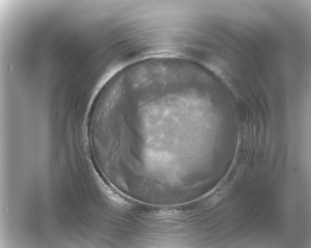 X0000066001466200603101518