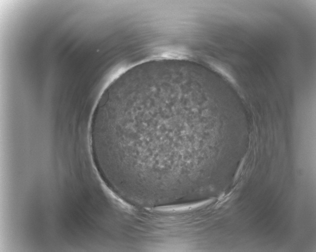 X0000066001471200603101518