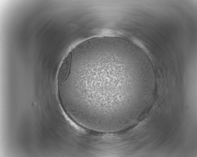 X0000066001479200603101518