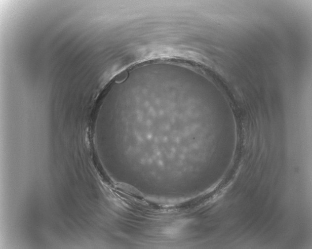 X0000066001497200603101517