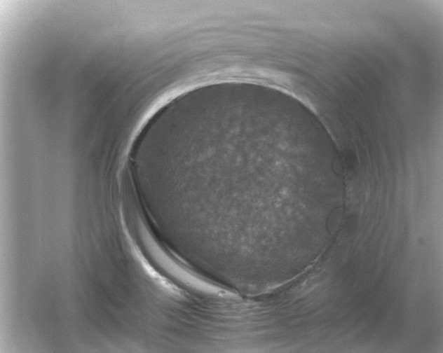 X0000066001515200603101517