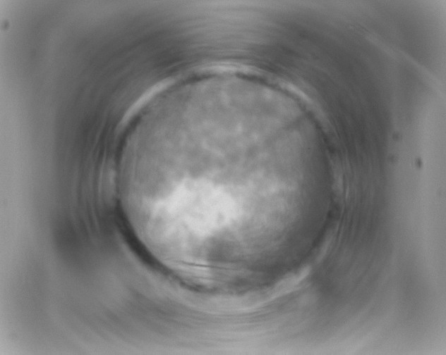 X0000066000016200603172217