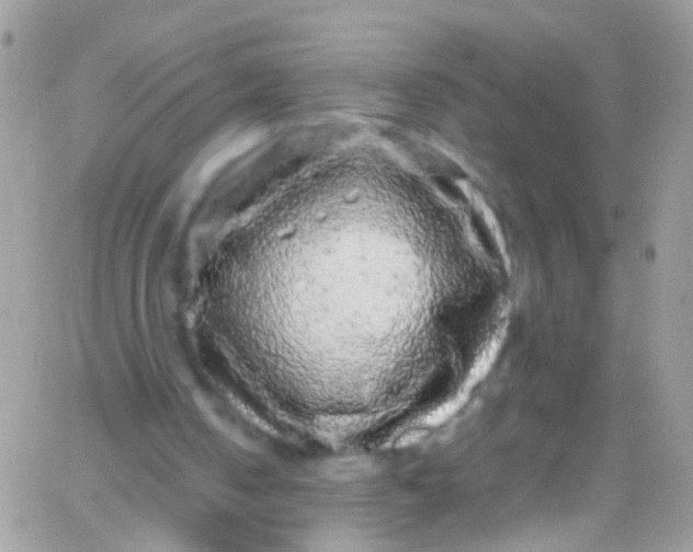 X0000066000050200603172215