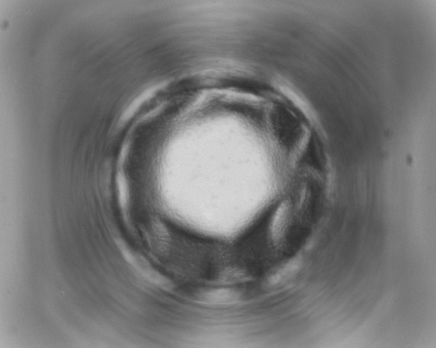 X0000066000058200603172215